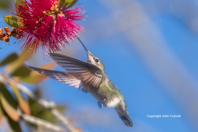 Archilochus-alexandri;Black-chinned-Hummingbird;Flying-Bird;Hummingbird;Photogra